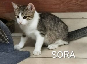 Lire la suite à propos de l’article 🐾💙 SORA – LE PETIT ROI DE LA ZEN ATTITUDE ! 💙🐾