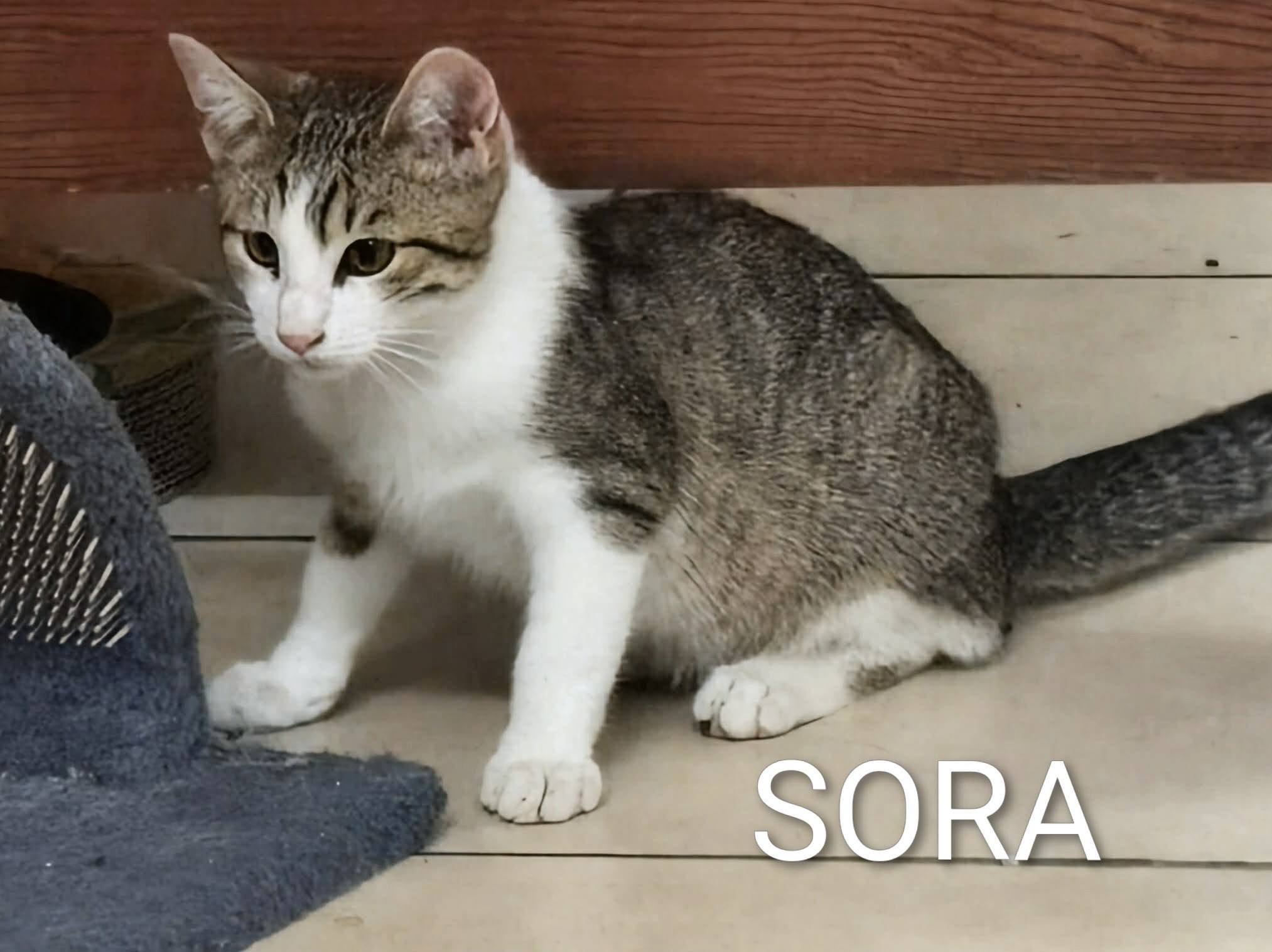 Lire la suite à propos de l’article 🐾💙 SORA – LE PETIT ROI DE LA ZEN ATTITUDE ! 💙🐾