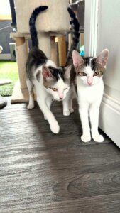 Lire la suite à propos de l’article ADOPTION EN DUO : Brume ( 1 an et demi) & Bobby ( 3 mois)
