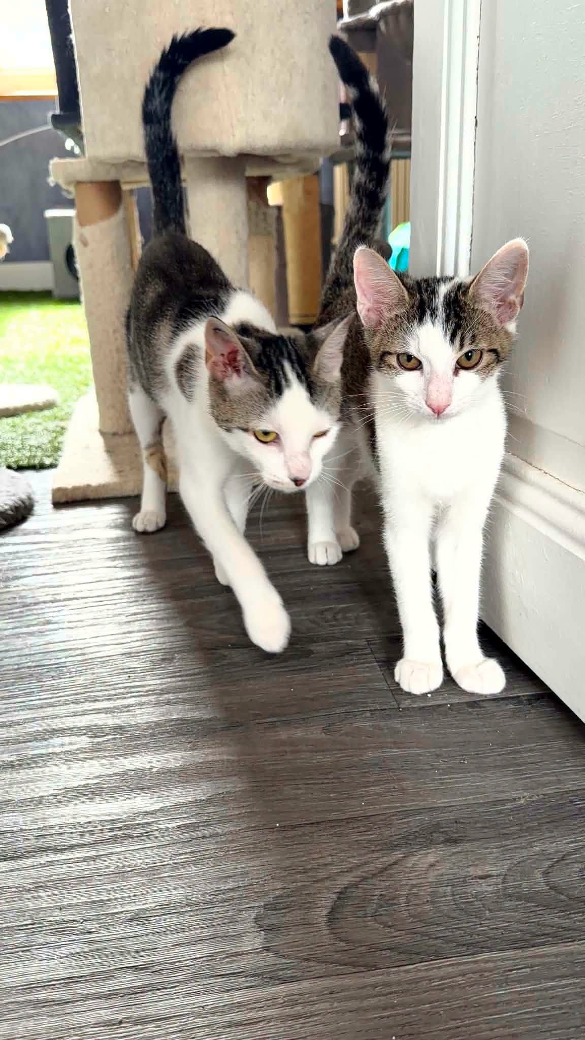 Lire la suite à propos de l’article ADOPTION EN DUO : Brume ( 1 an et demi) & Bobby ( 3 mois)