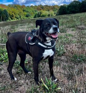 Lire la suite à propos de l’article À l&rsquo;adoption : la douce Selena (10 ans) !