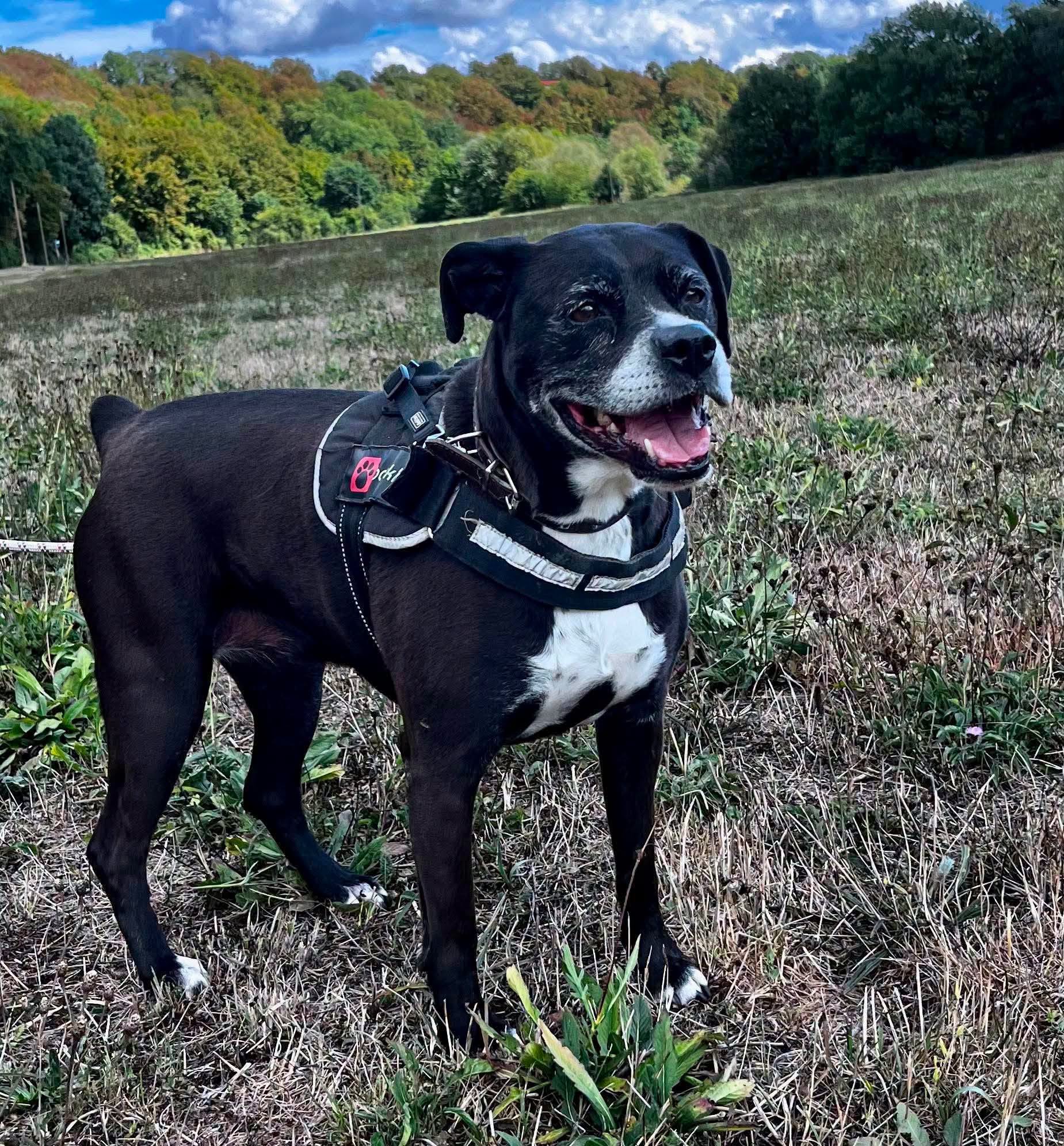 Lire la suite à propos de l’article À l&rsquo;adoption : la douce Selena (10 ans) !
