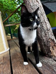 Lire la suite à propos de l’article 🐾 LA FELINE D&rsquo;AMOUR BAHYA, née en janvier 2024 🐾