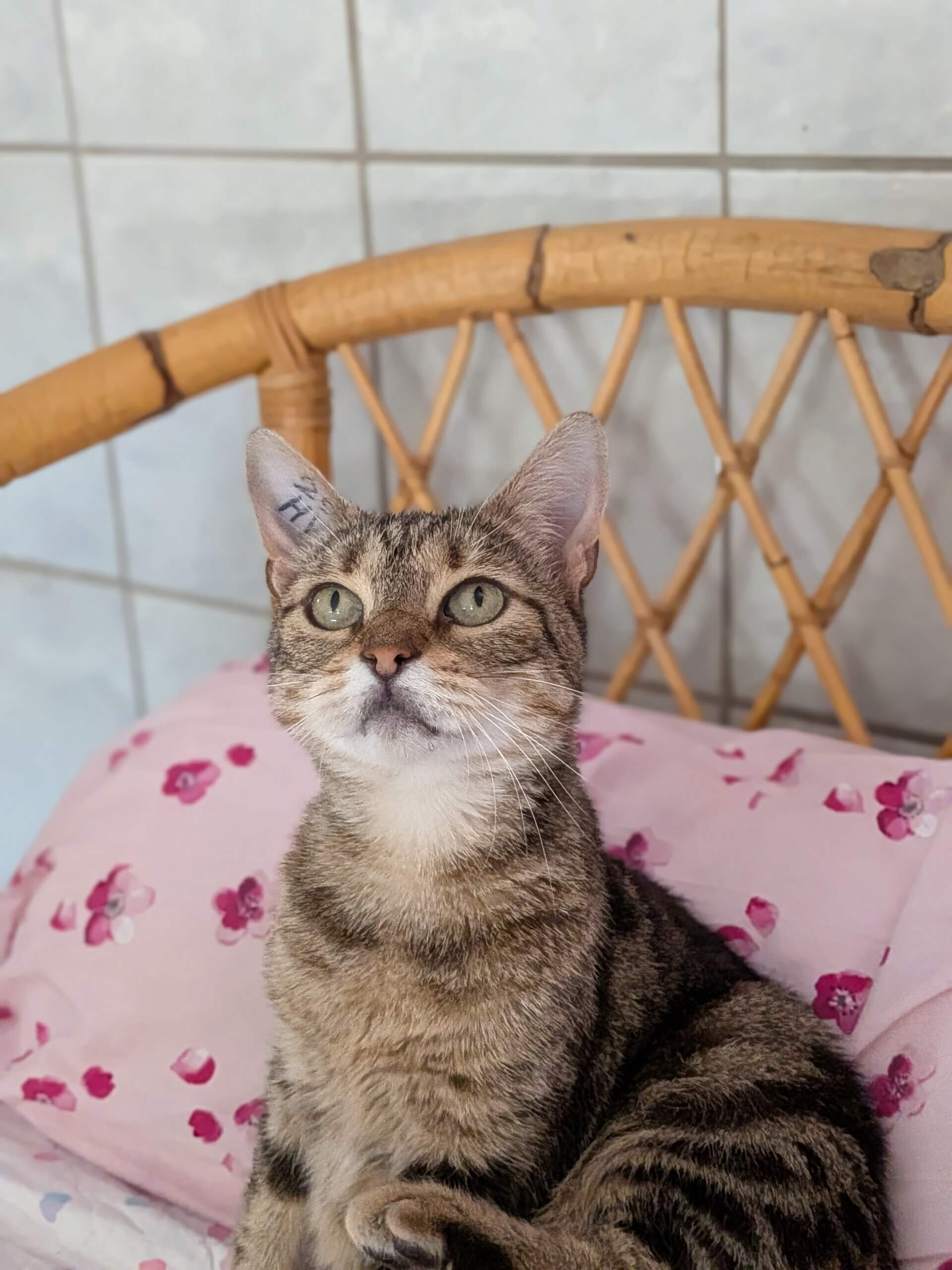 Lire la suite à propos de l’article 🐾 À adopter : Lolita, la douce et discrète qui attend LA rencontre , née en avril 2022🐾