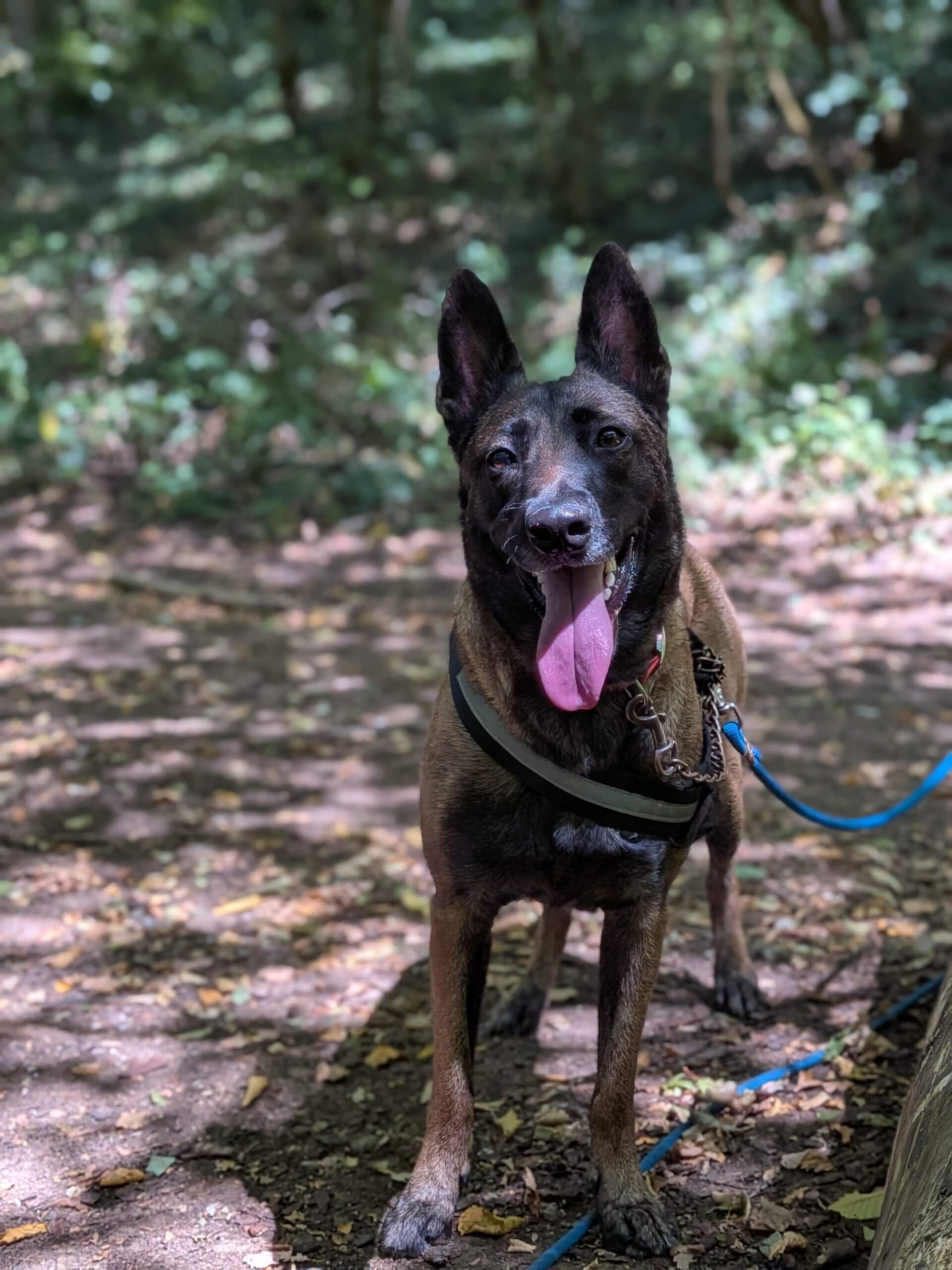 Lire la suite à propos de l’article 🐾 À LA RECHERCHE DE SA FAMILLE POUR LA VIE : DÉCOUVREZ LISA, née en avril 2024 ! 🐾✨