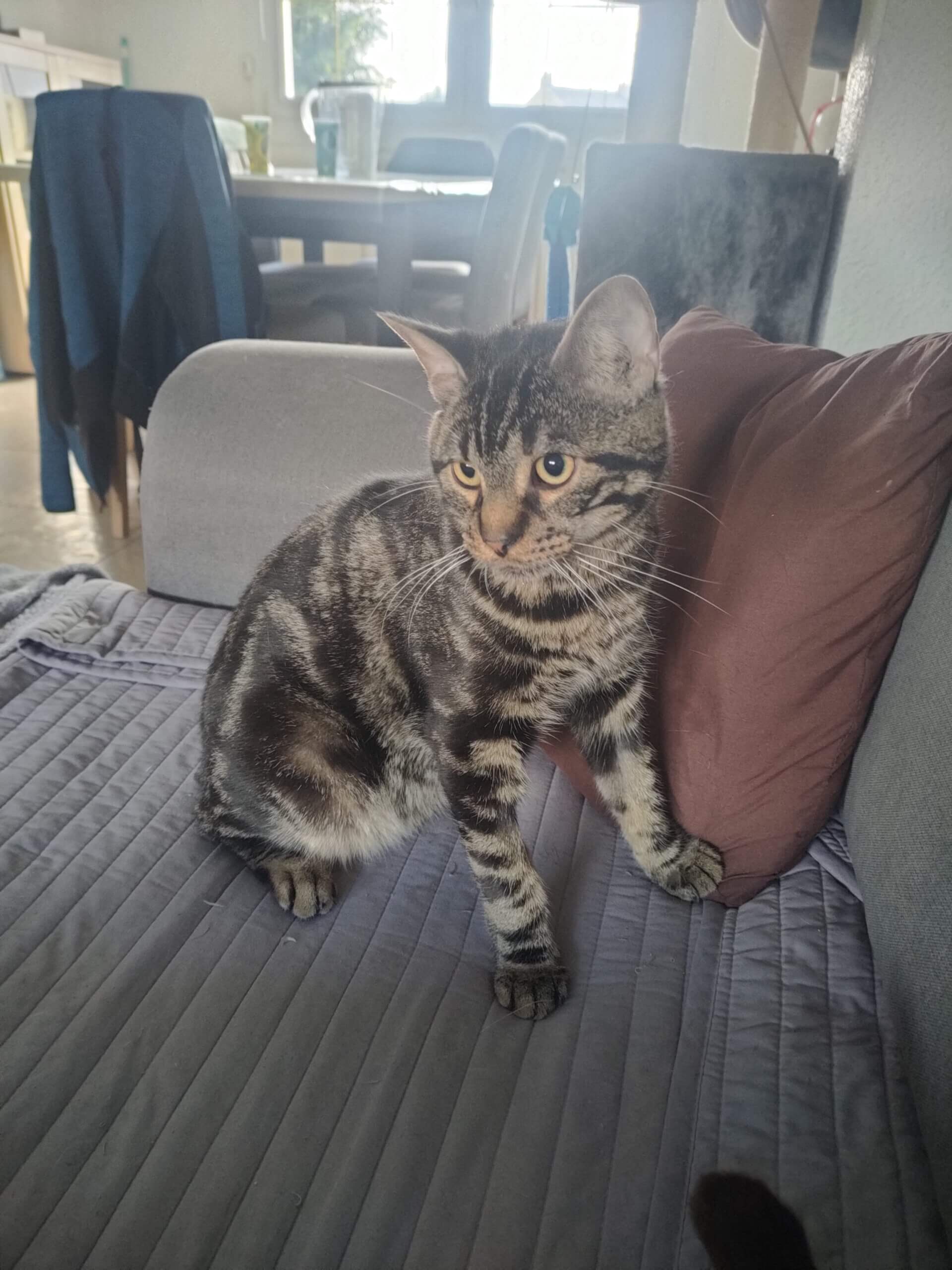 Lire la suite à propos de l’article 🐾 Bounty : Un cœur débordant d&rsquo;énergie cherche sa famille pour la vie, Né en avril 2023 ! 🐾