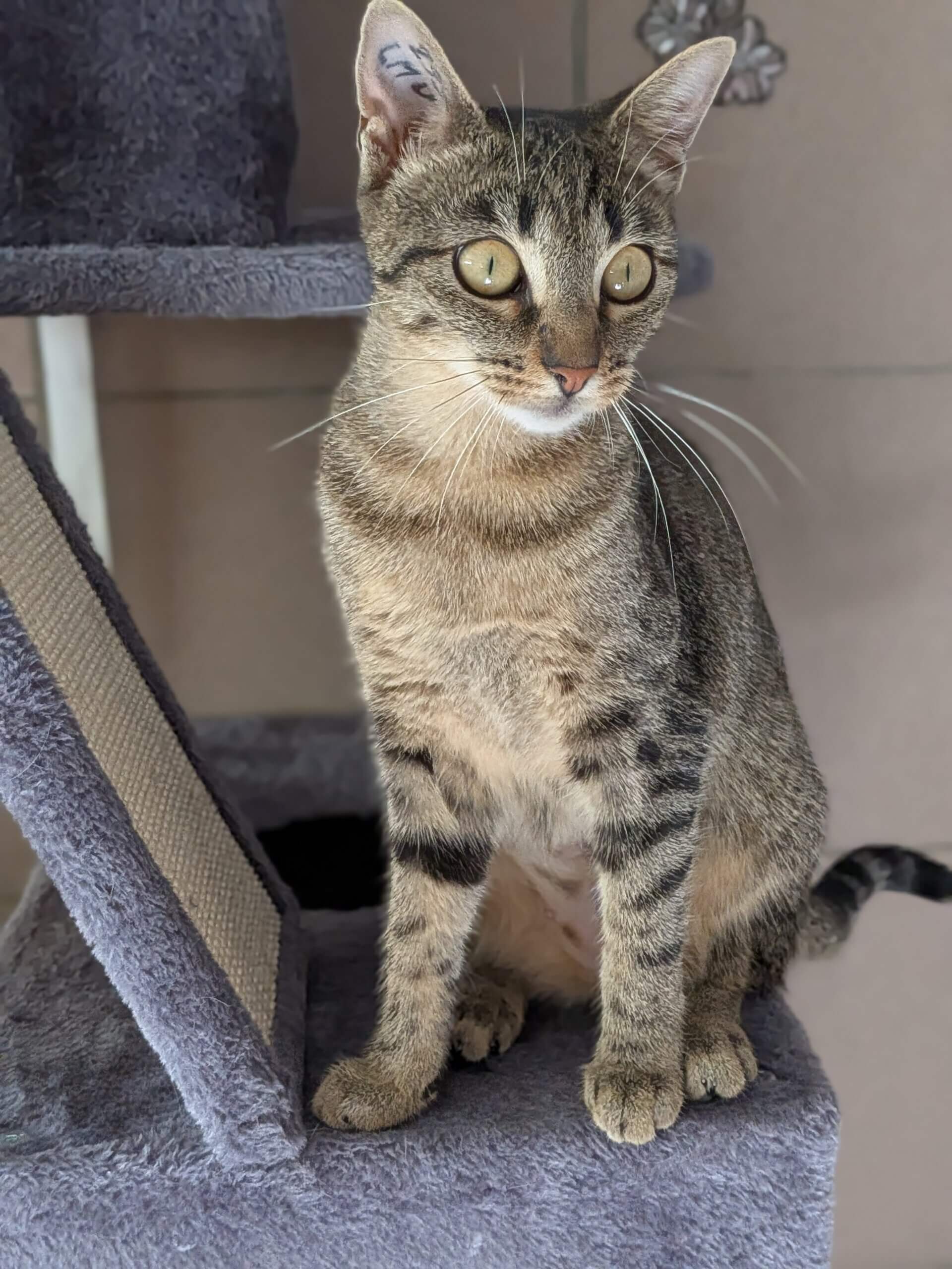 Lire la suite à propos de l’article À la recherche de votre future reine du quotidien ? Rencontrez HOMERY (née en juillet 2023) ! 👑🐱