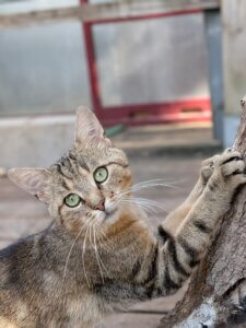 Lire la suite à propos de l’article 🐾 À la recherche d&rsquo;une perle rare ? Découvrez OSCAR (né en janvier 2022) ! 🐾