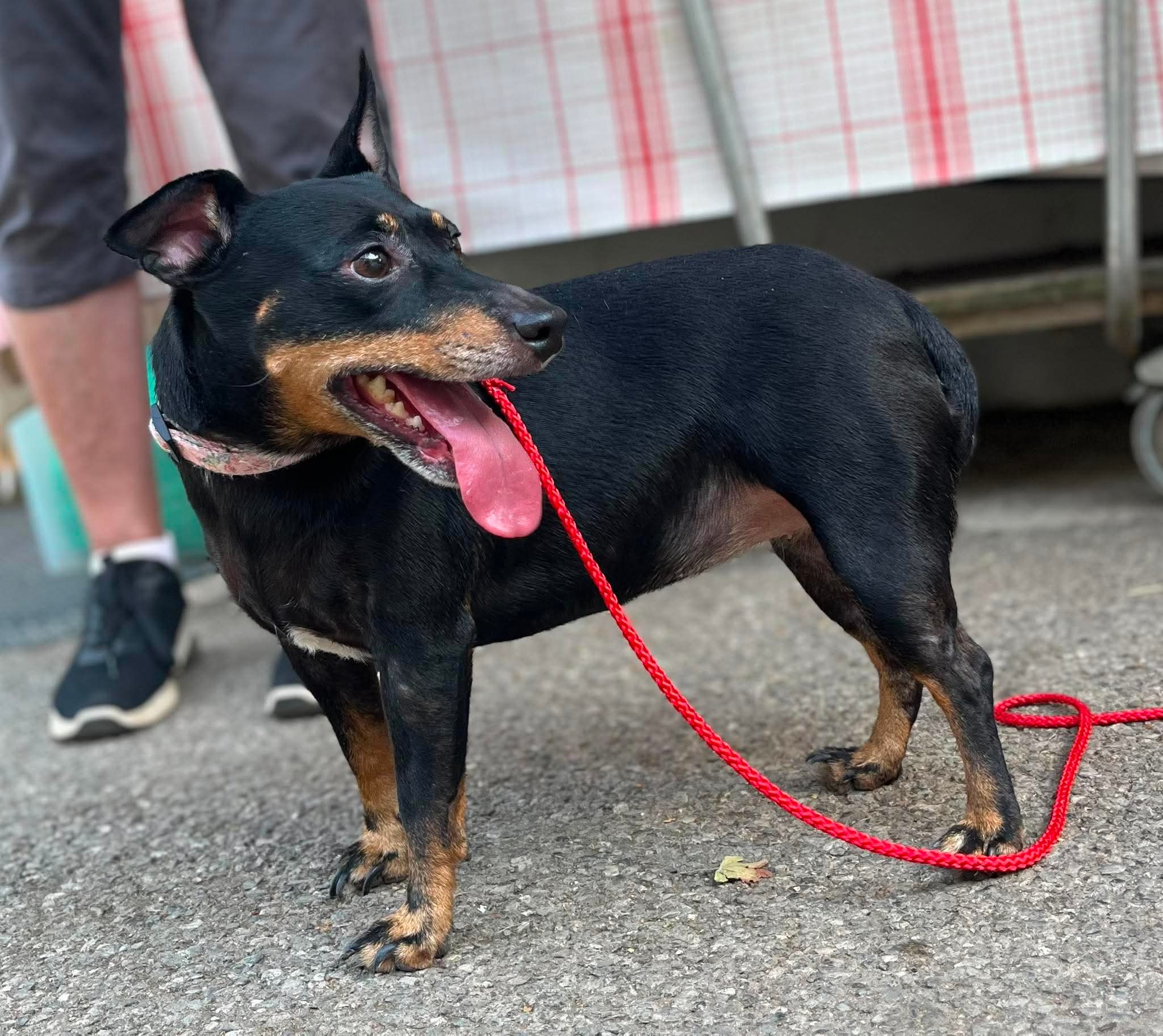 Lire la suite à propos de l’article 🐾 À L&rsquo;ADOPTION : ROMY, née le 1er juin 2020 🐾