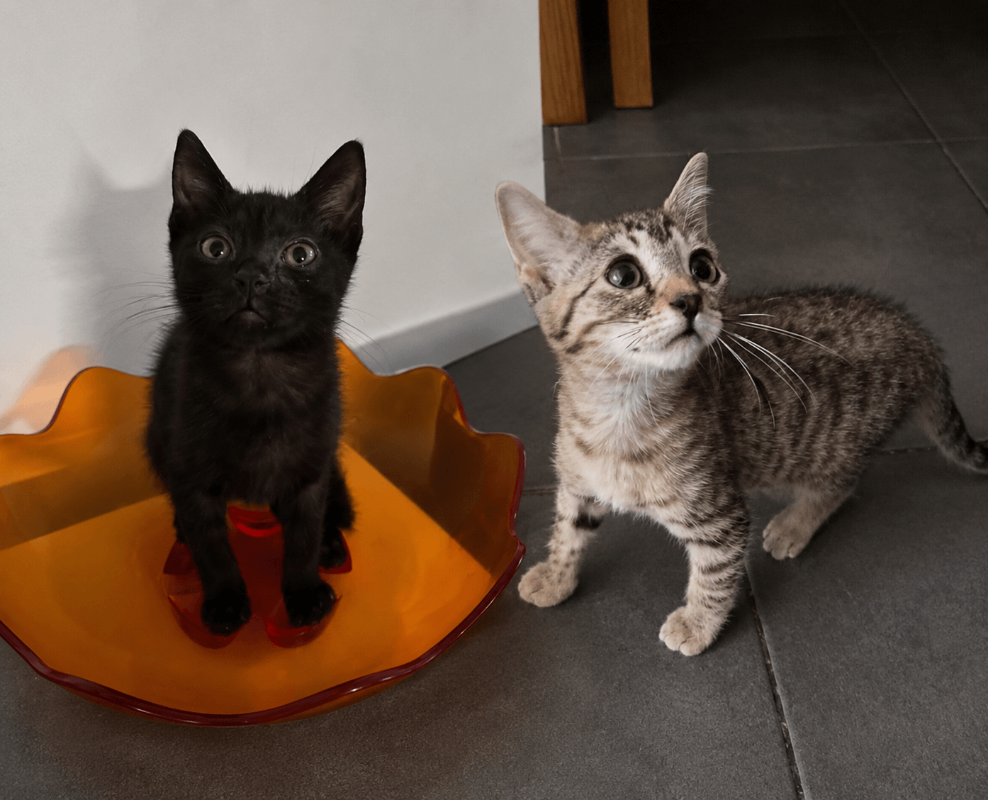 Lire la suite à propos de l’article Avis de coup de foudre : Casper et Praline un duo d&rsquo;amour inséparable à l&rsquo;adoption !