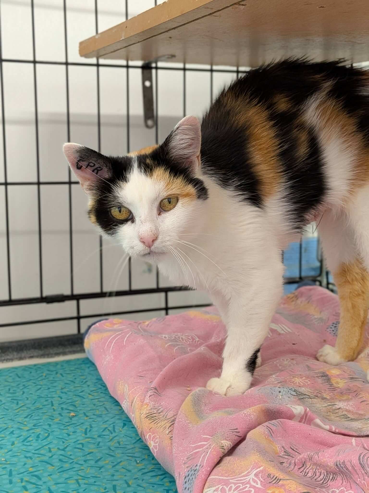 Lire la suite à propos de l’article MISTY (née en mars 2023), NOTRE NOUVELLE PETITE PRINCESSE, VOUS ATTEND AU REFUGE !