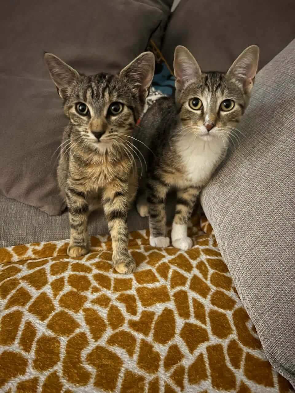 Lire la suite à propos de l’article Domy et Riri ( 3mois et demi), encore deux dernières bouilles d&rsquo;amour !