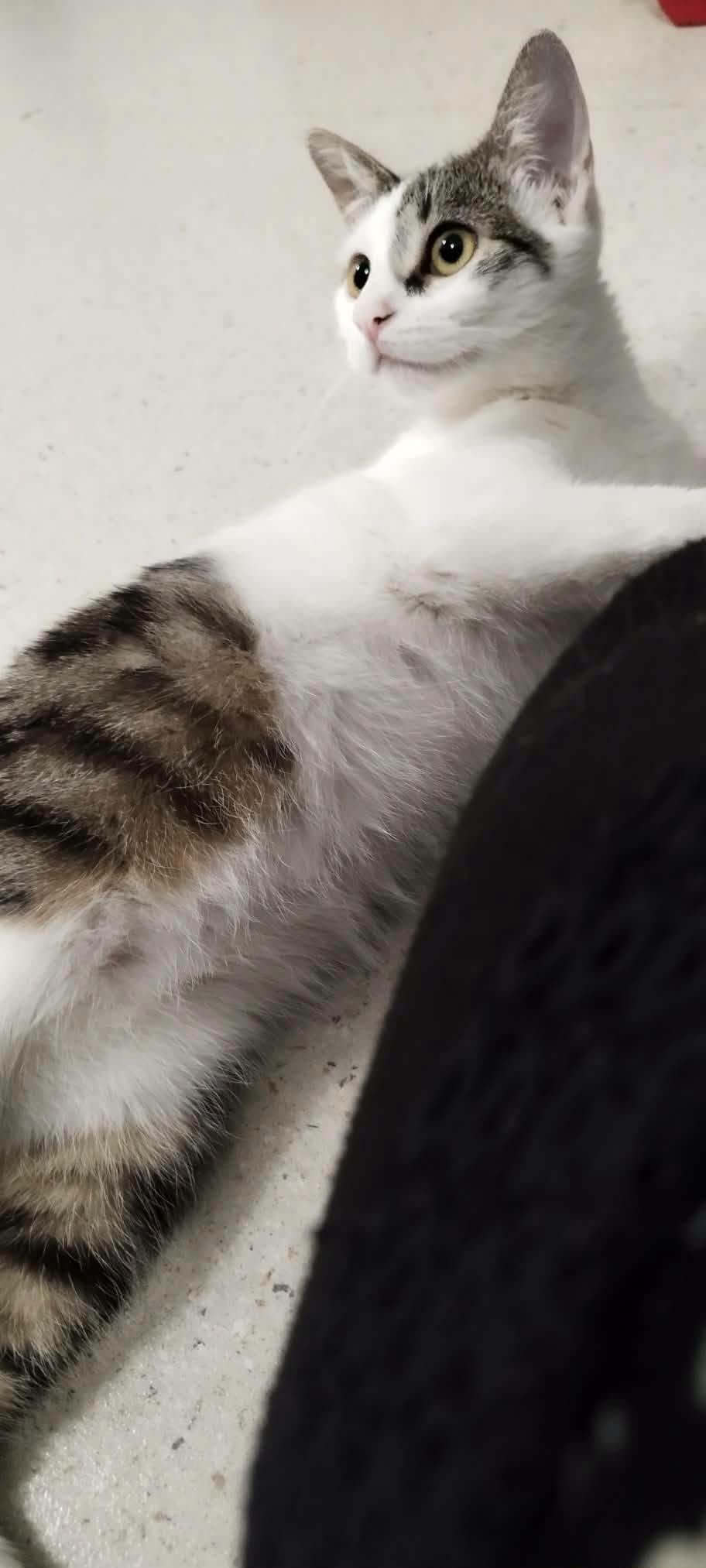 Lire la suite à propos de l’article MINNIE ( 5 mois) ATTAQUE LE CŒUR DE SA FUTURE FAMILLE !