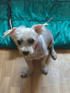 Lire la suite à propos de l’article À L&rsquo;ADOPTION : MAESTRO, 8 ANS D&rsquo;AMOUR ET DE DOUCEUR !