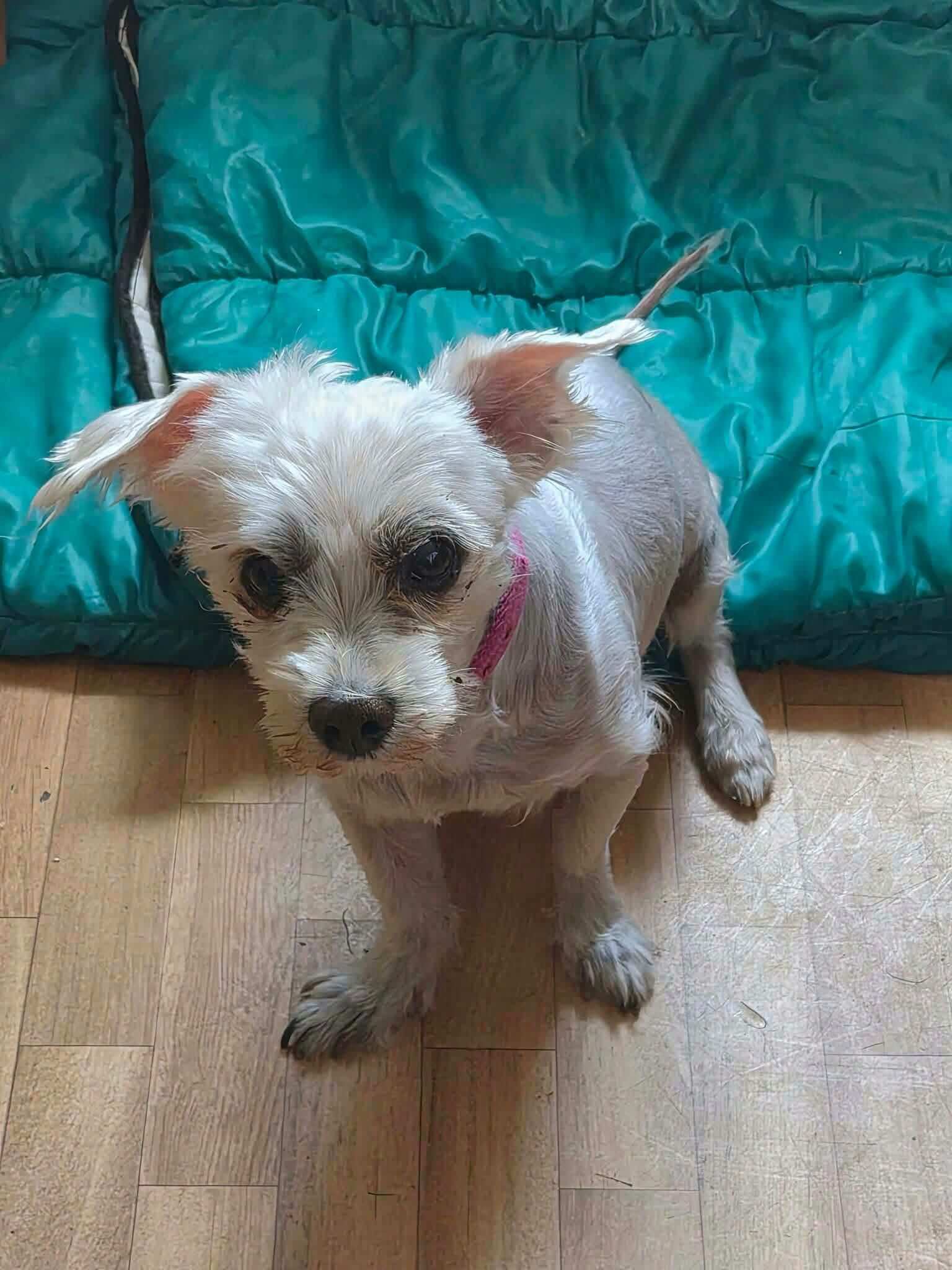 Lire la suite à propos de l’article À L&rsquo;ADOPTION : MAESTRO, 8 ANS D&rsquo;AMOUR ET DE DOUCEUR !