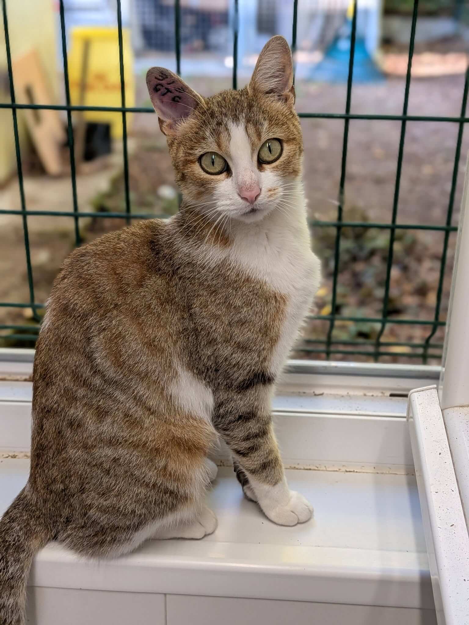 Lire la suite à propos de l’article À l’adoption : Stella, une vraie petite merveille au regard envoûtant !