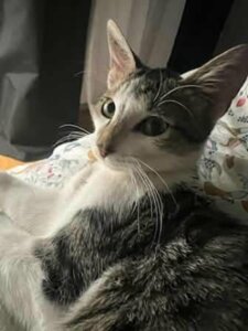 Lire la suite à propos de l’article À L&rsquo;ADOPTION : LE DOUX PIRO – 5 mois