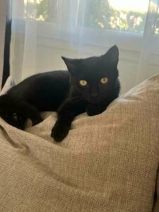 Lire la suite à propos de l’article À l&rsquo;adoption : L&rsquo;adorable FONZI (né en mars 2026) !