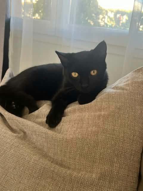 Lire la suite à propos de l’article À l&rsquo;adoption : L&rsquo;adorable FONZI (né en mars 2026) !