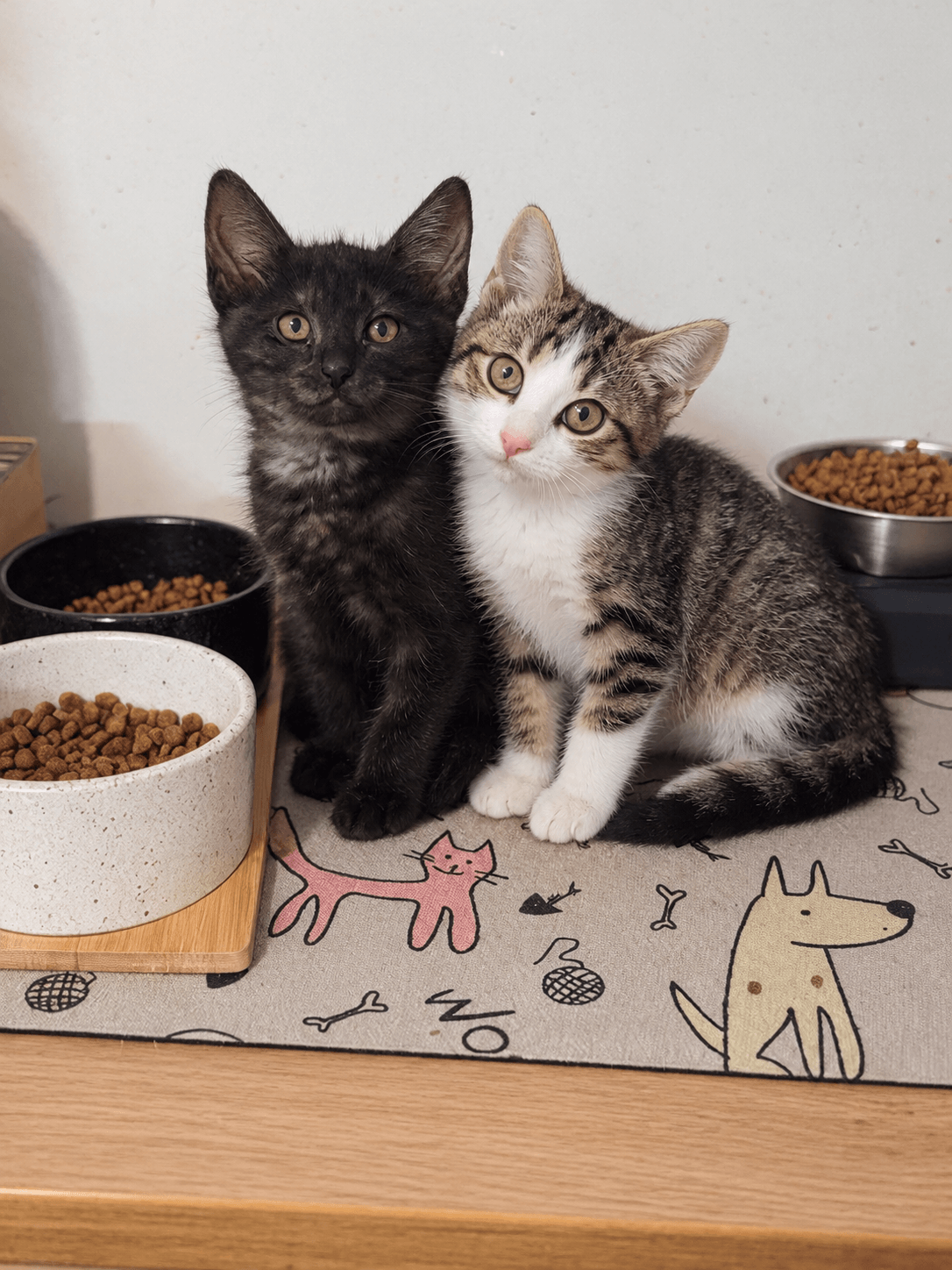 Lire la suite à propos de l’article DUO DE CŒUR À L&rsquo;ADOPTION ENSEMBLE : ESMÉE (née en mai 2026) & DIESEL ( né en juillet 2026)